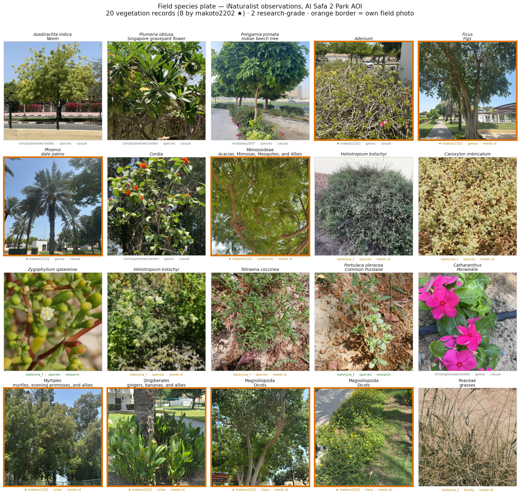 Field species plate from iNaturalist observations of the park